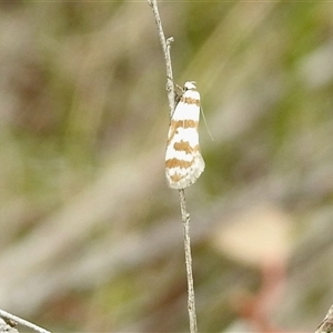 Philobota impletella Group (A concealer moth) at Cook, ACT - 30 Oct 2025 by KMcCue