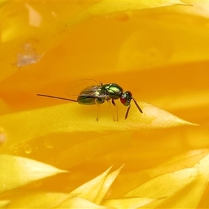 Torymidae (family) at Acton, ACT - 22 Oct 2025 by TimL