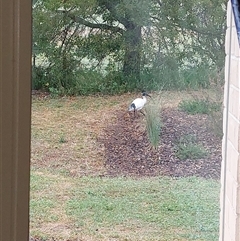 Threskiornis molucca at Wirlinga, NSW - 3 Nov 2025 by RobCook