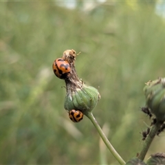 Coccinella transversalis (Transverse Ladybird) at Franklin, ACT - 3 Nov 2025 by chriselidie