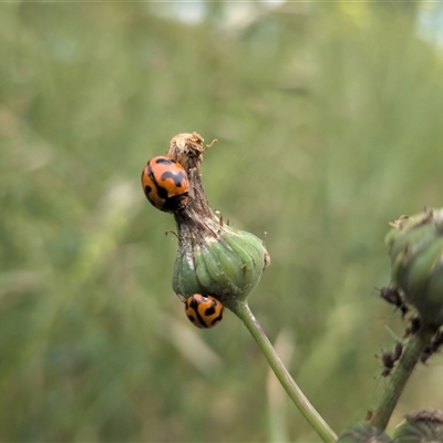 Coccinella transversalis (Transverse Ladybird) at Franklin, ACT - 3 Nov 2025 by chriselidie