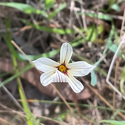 Sisyrinchium sp. (A Pigroot) at Aranda, ACT - 3 Nov 2025 by Jennybach