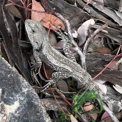 Amphibolurus muricatus (Jacky Lizard) at Pearce, ACT - 31 Oct 2025 by MargD
