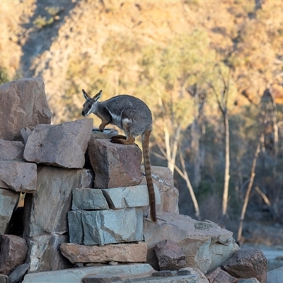 Petrogale xanthopus (Yellow-footed Rock-Wallaby) at Arkaroola Village, SA - 27 Sep 2025 by AlisonMilton