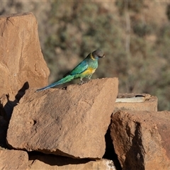 Psephotus haematonotus at Arkaroola Village, SA - 27 Sep 2025 by AlisonMilton