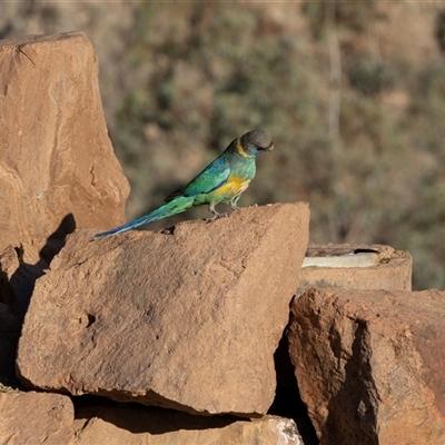 Psephotus haematonotus at Arkaroola Village, SA - 27 Sep 2025 by AlisonMilton