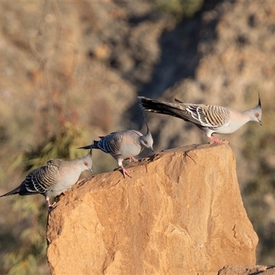 Ocyphaps lophotes (Crested Pigeon) at Arkaroola Village, SA - 27 Sep 2025 by AlisonMilton