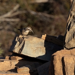 Acanthagenys rufogularis at Arkaroola Village, SA - 27 Sep 2025 by AlisonMilton
