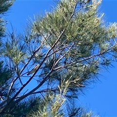 Lalage tricolor at Nicholls, ACT - 2 Nov 2025 by Rosie