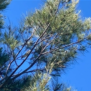 Lalage tricolor at Nicholls, ACT - Yesterday by Rosie