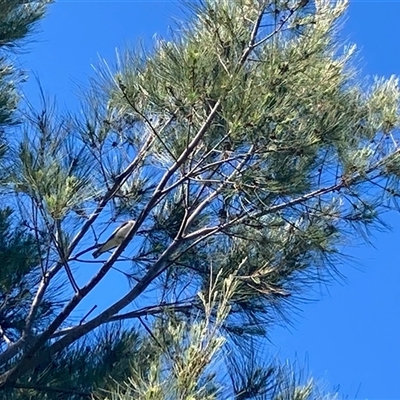 Lalage tricolor at Nicholls, ACT - 2 Nov 2025 by Rosie