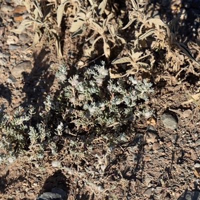 Unverified Other Wildflower or Herb at Arkaroola Village, SA - 27 Sep 2025 by AlisonMilton