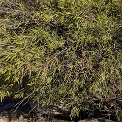 Unverified Other Shrub at Arkaroola Village, SA - 27 Sep 2025 by AlisonMilton