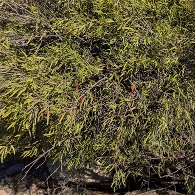 Unverified Other Shrub at Arkaroola Village, SA - 27 Sep 2025 by AlisonMilton