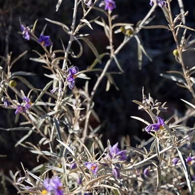 Unverified Other Wildflower or Herb at Arkaroola Village, SA - 27 Sep 2025 by AlisonMilton