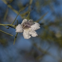 Eremophila sp. at Arkaroola Village, SA - 27 Sep 2025 by AlisonMilton