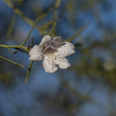 Eremophila sp. at Arkaroola Village, SA - 27 Sep 2025 by AlisonMilton