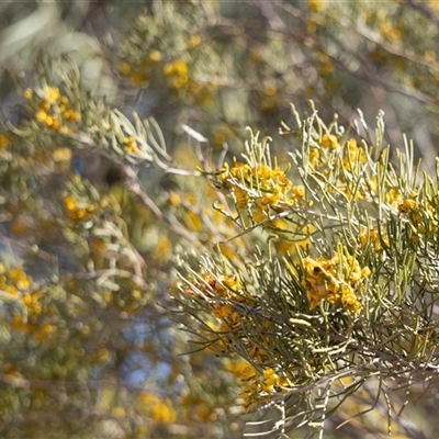 Unverified Other Shrub at Arkaroola Village, SA - 27 Sep 2025 by AlisonMilton