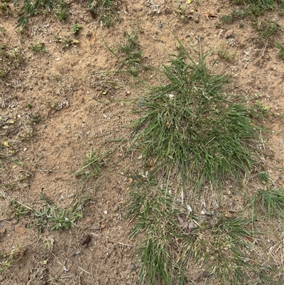 Nassella neesiana at Russell, ACT - 3 Nov 2025 by Hejor1