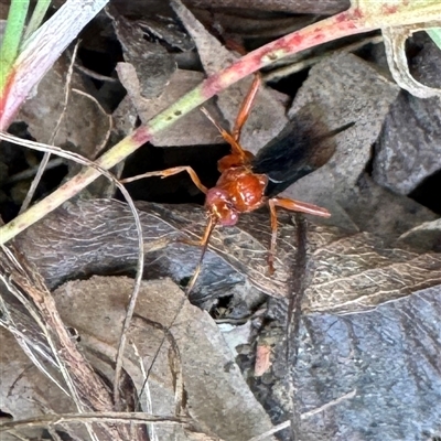 Lissopimpla excelsa (Orchid dupe wasp, Dusky-winged Ichneumonid) at Russell, ACT - 3 Nov 2025 by Hejor1