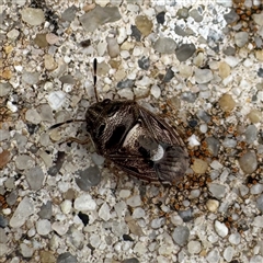 Pentatomidae (family) at Russell, ACT - 3 Nov 2025 by Hejor1