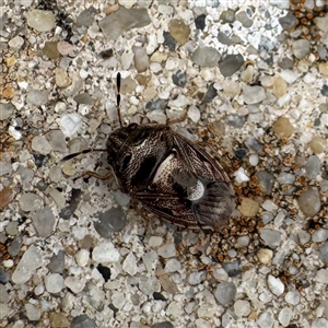 Pentatomidae (family) at Russell, ACT - Today by Hejor1