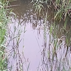 Carassius auratus at Evatt, ACT - 3 Nov 2025 by rbannister