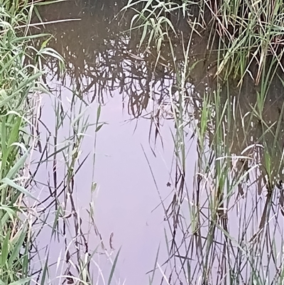 Carassius auratus at Evatt, ACT - 3 Nov 2025 by rbannister