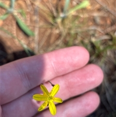 Tricoryne elatior (Yellow Rush Lily) at Red Hill, ACT - 2 Nov 2025 by KaiDewPHD