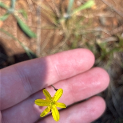 Tricoryne elatior (Yellow Rush Lily) at Red Hill, ACT - 2 Nov 2025 by KaiDewPHD