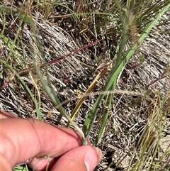 Tricoryne elatior (Yellow Rush Lily) at Strathnairn, ACT - 1 Nov 2025 by KaiDewPHD