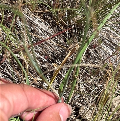 Tricoryne elatior (Yellow Rush Lily) at Strathnairn, ACT - 1 Nov 2025 by KaiDewPHD