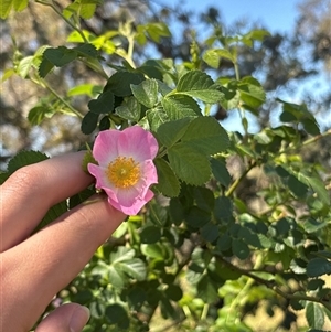 Unverified Other Shrub at Strathnairn, ACT - 1 Nov 2025 by KaiDewPHD