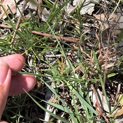 Wahlenbergia luteola (Yellowish Bluebell) at Whitlam, ACT - 1 Nov 2025 by KaiDewPHD