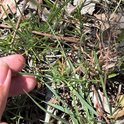 Wahlenbergia luteola (Yellowish Bluebell) at Whitlam, ACT - 1 Nov 2025 by KaiDewPHD