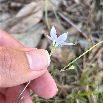 Wahlenbergia capillaris (Tufted Bluebell) at Whitlam, ACT - 1 Nov 2025 by KaiDewPHD