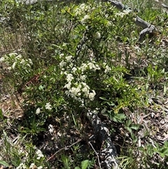 Unverified Other Shrub at Whitlam, ACT - 1 Nov 2025 by KaiDewPHD