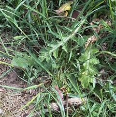 Hypochaeris radicata (Cat's Ear, Flatweed) at Whitlam, ACT - 1 Nov 2025 by KaiDewPHD
