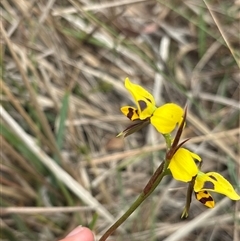 Diuris sulphurea (Tiger Orchid) at Campbell, ACT - 31 Oct 2025 by KaiDewPHD