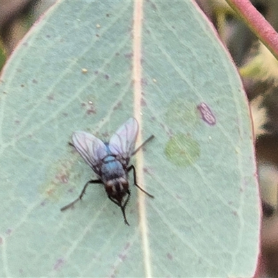Unverified True fly (Diptera) at Macarthur, ACT - Today by Mike