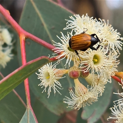 Unverified Scarab beetle (Scarabaeidae) at Macarthur, ACT - Today by Mike
