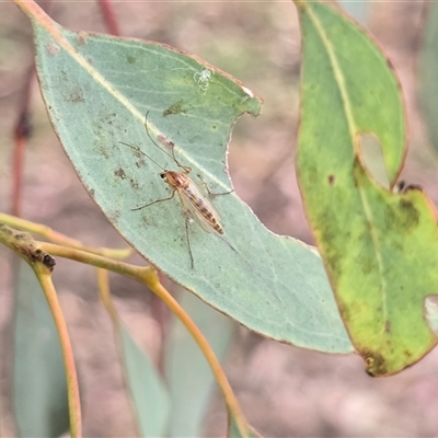 Unverified Insect at Macarthur, ACT - Today by Mike