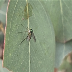 Unverified True fly (Diptera) at Macarthur, ACT - Today by Mike