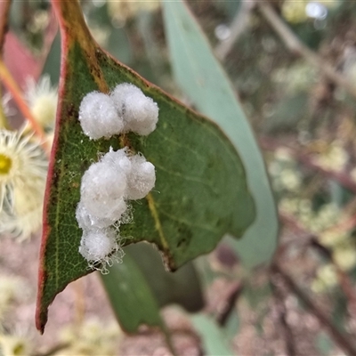 Unverified Psyllid, lerp, aphid or whitefly (Hemiptera, several families) at Macarthur, ACT - Today by Mike