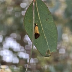 Echinocosma catachrysa at Macarthur, ACT - Today by Mike