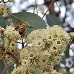 Apis mellifera at Macarthur, ACT - Today by Mike