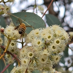 Apis mellifera at Macarthur, ACT - Today by Mike