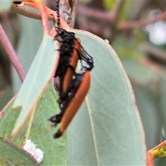 Porrostoma rhipidium (Long-nosed Lycid (Net-winged) beetle) at Macarthur, ACT - Today by Mike