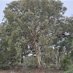 Unverified Gum Tree at Macarthur, ACT - Today by Mike