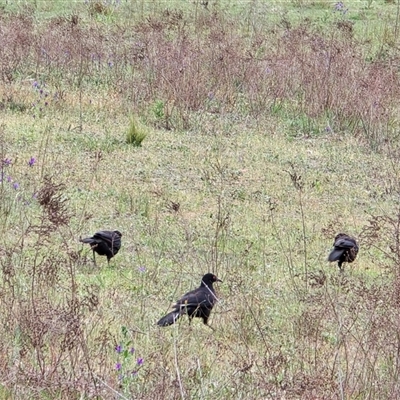 Corcorax melanorhamphos at Macarthur, ACT - Today by Mike